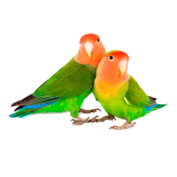 Imagem do produto Agapornis